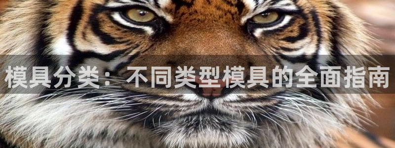 太阳老板是谁：模具分类：不同类型模具的全面指南